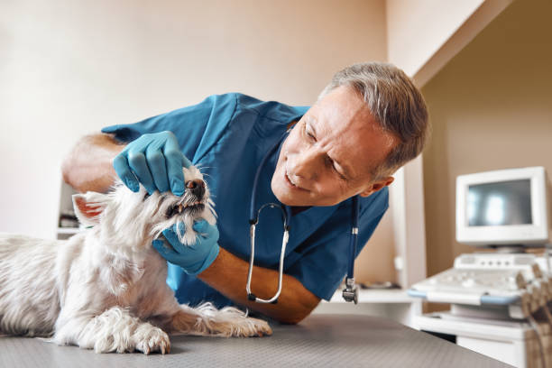 Best Broken Tooth Emergency  in Morrisonville, NY